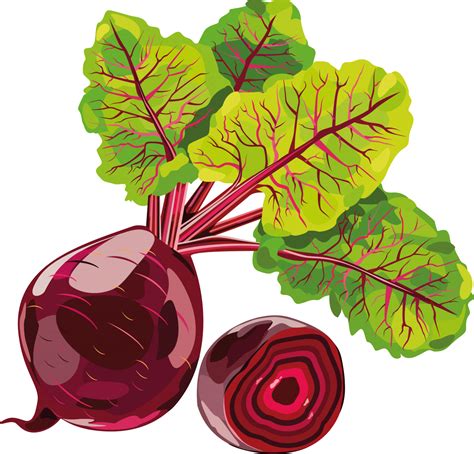 Beet PNG Image - PurePNG | Free transparent CC0 PNG Image Library