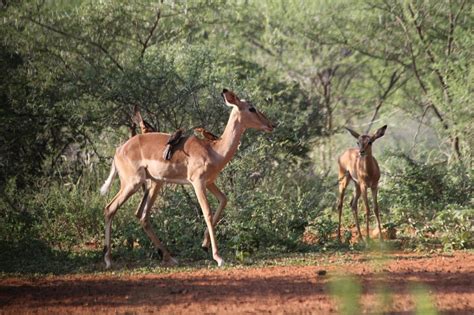 Mozambique Wildlife Safari | The Adventure Travel Site