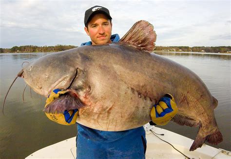 North Carolina blue catfish state record set twice in two days