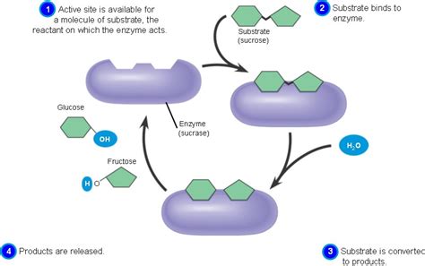 enzyme.html 05_16EnzymeCatalyticCycle.jpg