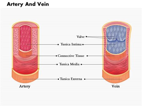 0814 Diagram Of Artery And Vein Medical Images For PowerPoint ...