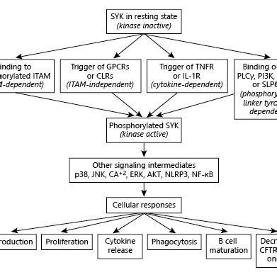 General mechanism of SYK activation and SYK-mediated signaling: a ...