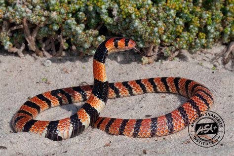 Cape Coral Snake - African Snakebite Institute