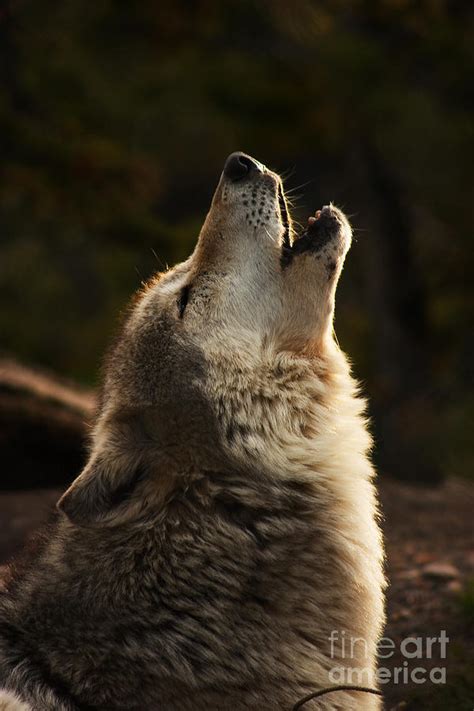 Grey Wolf Howling Photograph by Corinna Stoeffl | Fine Art America