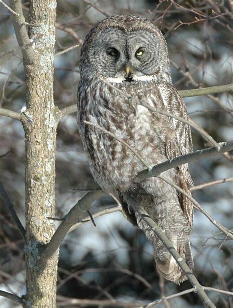 Great grey owl - Wikipedia