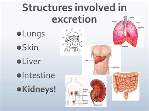 Skin Excretory System