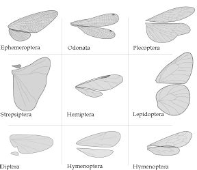 Different Types Of Insect Wings