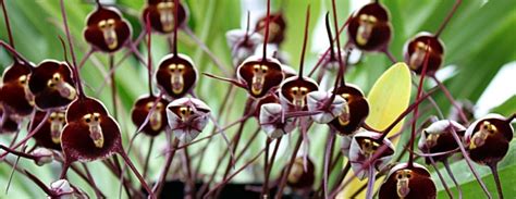 HOW TO GROW MONKEY FACE ORCHIDS FROM SEED - A WARNING! |The Garden of Eaden