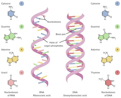 RNA Types and Structure | Concise Medical Knowledge