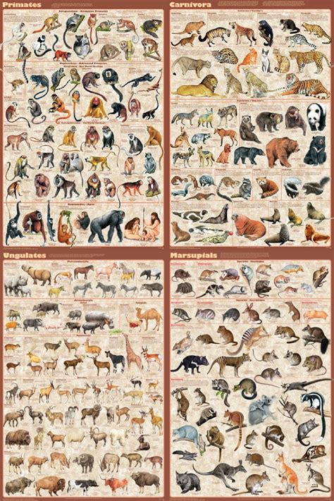 Fischer Technical Company Mammals Poster Set of 4, Laminated Mammals ...