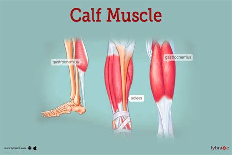 Calf Muscle (Human Anatomy): Diagram, Function, Diseases and More