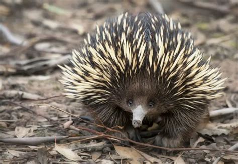 Echidna Predators: Natural Threats and Survival Tactics - World Deer