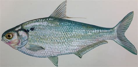 Gizzard Shad - Rutgers Raritan River Fish Migration Research