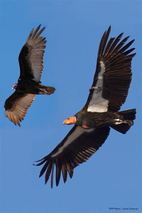 California Condor in the Pacific Northwest (U.S. National Park Service)