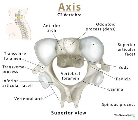 C2 Vertebrae Anatomy System Human Body Anatomy Diagram And Chart Images ...