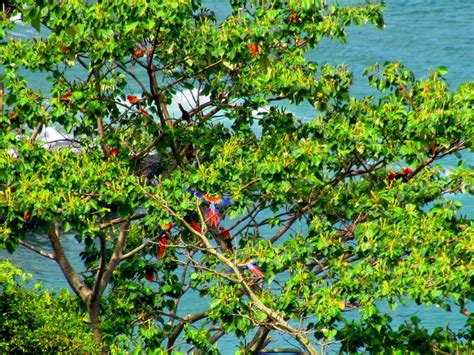 Macaws, playa Hermosa wildlife refuge | Costa rica guide, Costa rica ...