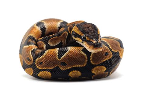 Ball Python Care Sheet: How to Care for a Ball Python