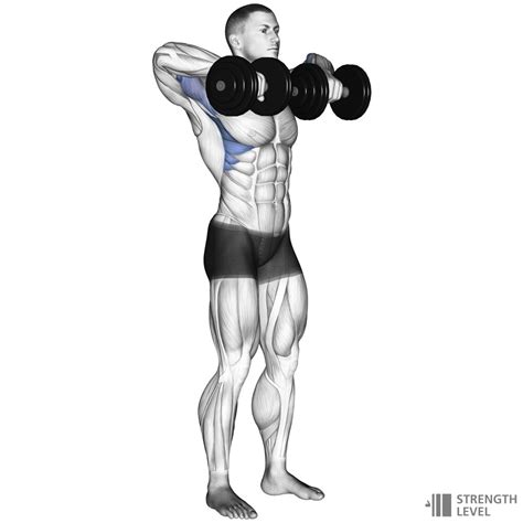 Dumbbell Upright Row Standards for Men and Women (lb) - Strength Level