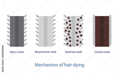 Mechanism of hair dying vector isolated on white background. Cross ...