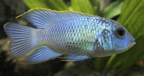 Electric Blue Acara 101: Care, Tank Mates, Breeding...