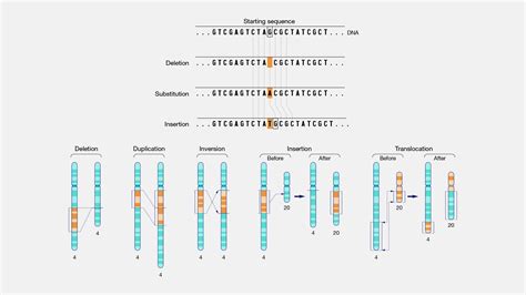 Genetic Mutation Types