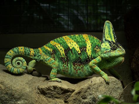 Chameleon | Info-Facts and New Photos | The Wildlife