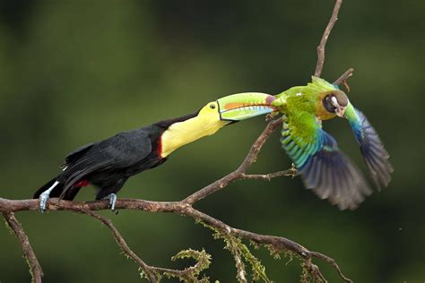 🔥 Toucans are opportunistic predators that occasionally prey upon ...