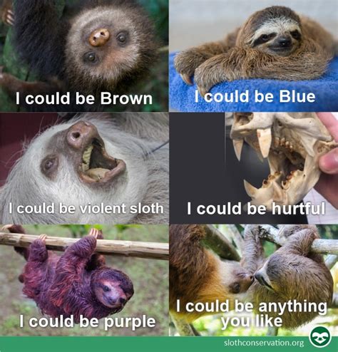 Sloth Memes Do You Like