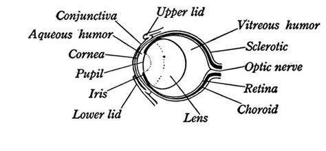 Anatomy Of A Frogs Eye - Diagram/Illustration Of The Eye