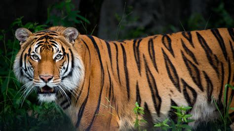 Malayan Tiger - The Houston Zoo