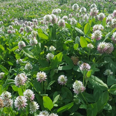 Alsike Clover | Interlake Forage Seeds