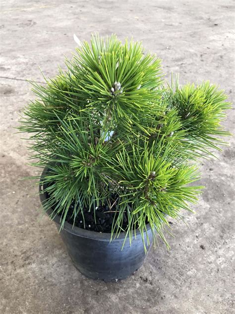 Pinus thunbergii 'Emery's Dwarf' 8" Pot - Hello Hello Plants