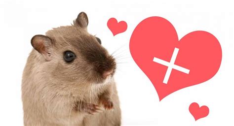 Gerbil Care Guide - Everything You Need To Know To Get Started