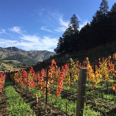 Vineyards in the Fall stock image. Image of harvest, yakima - 59538427