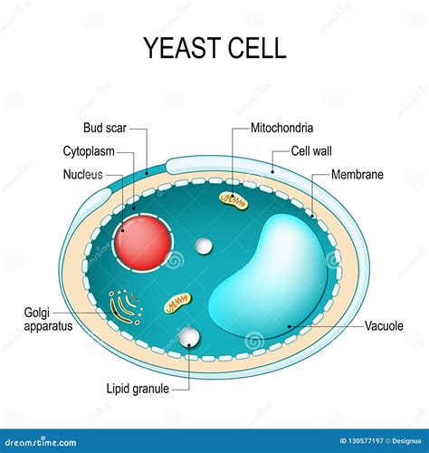 Cross Section of a Yeast Cell. Structure of Fungal Cell Stock Vector ...