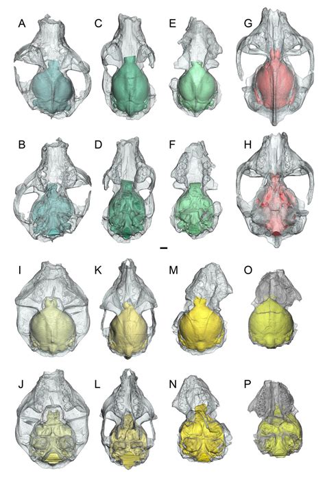 How did primate brains get so big?