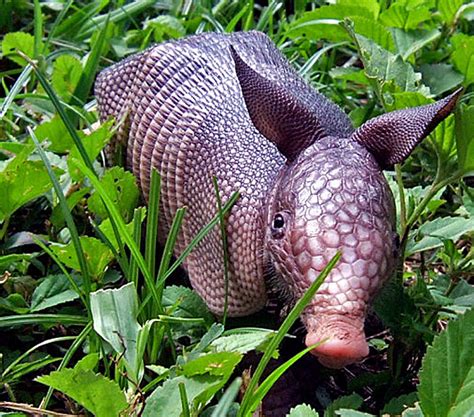 sweet-armadillo-baby-garden | Baby Animal Zoo