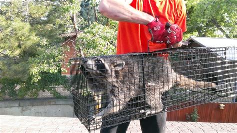 Raccoon Removal Services | Utah Wildlife Specialists