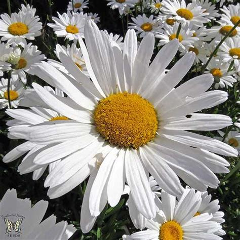 Shasta Daisy Seeds- 4 Shasta Daisies - Perennial Flower Seeds