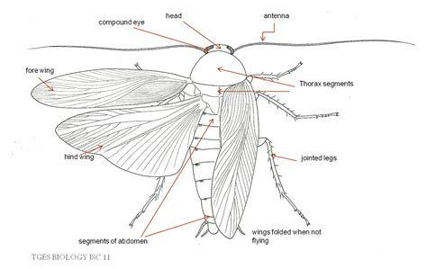 Morphology and anatomy of cockroach - BIOLOGY4ISC