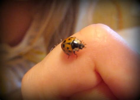 Do Lady Bugs Actually Bite? | Vlog #259 - YouTube