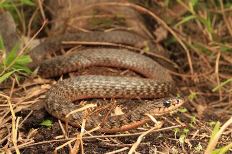 Keelback Snake - South East Snake Catcher - Gold Coast