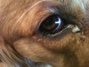 Dog Eye Discharge Causes, Treatments, Home Remedies, Pictures