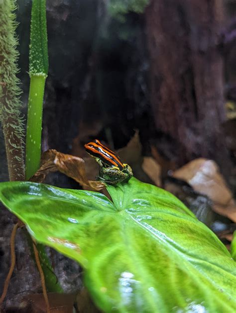 Dart Frog Vivarium Journal | Page 4 | The Planted Tank Forum