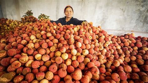 It’s Lychee Season In Vietnam. But Farmers Are Struggling To Find ...