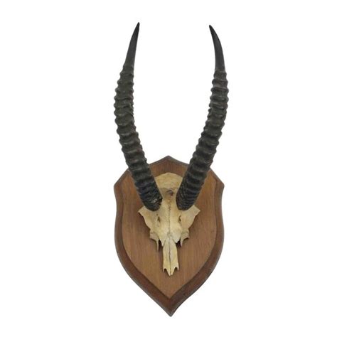 taxidermy; Horns Dorcas gazelle - DeMuseumwinkel.com