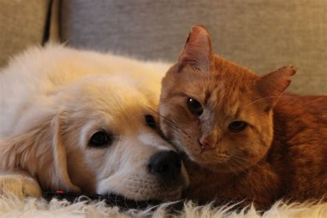 Cat and Dog Prove That Best Friends Happen Anywhere, Any Time