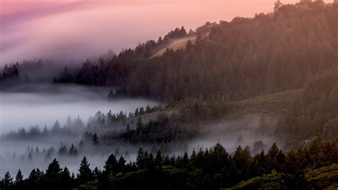 Forest Wallpaper 4K, Foggy, Mist, Pine trees