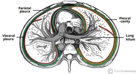 The Pleurae - Visceral - Parietal - TeachMeAnatomy