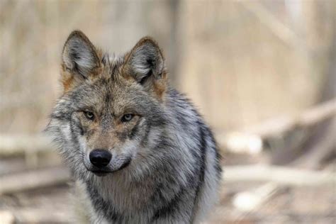 Lobo Week: Celebrating Our Wild Mexican Gray Wolves | Defenders of Wildlife